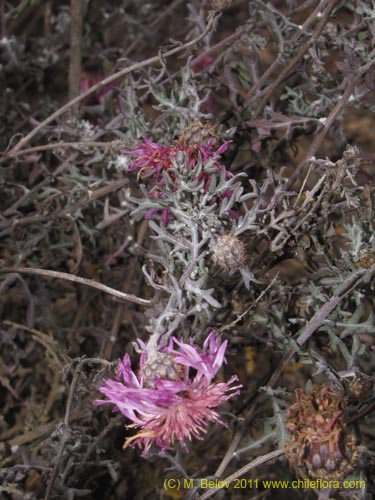 Image of Centaurea atacamensis (). Click to enlarge parts of image.