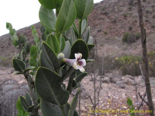 Bild von Monttea chilensis var. taltalensis (). Klicken Sie, um den Ausschnitt zu vergrössern.