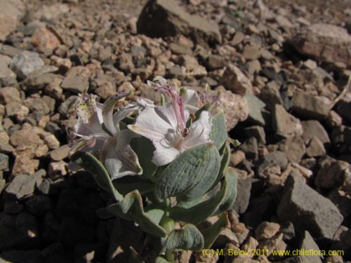 Image of Alstroemeria andina (). Click to enlarge parts of image.