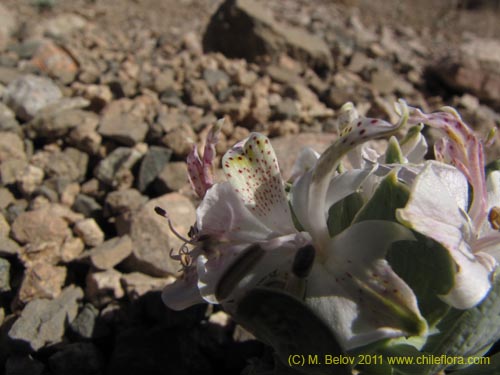 Bild von Alstroemeria andina (). Klicken Sie, um den Ausschnitt zu vergrössern.