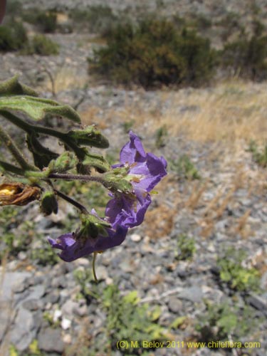 Solanum sp. #2274의 사진