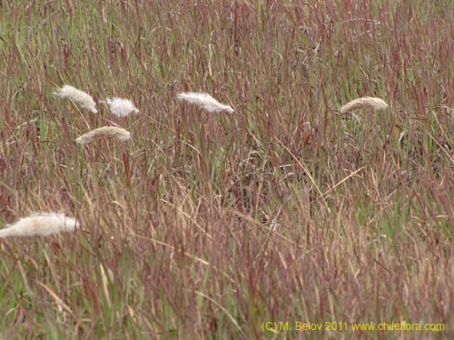Poaceae sp. #2426の写真