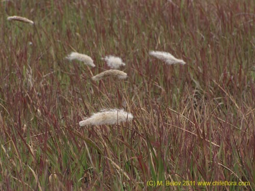 Poaceae sp. #2426の写真