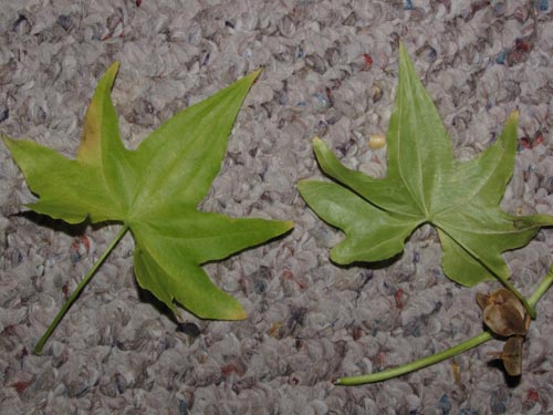 Dioscorea reticulataの写真