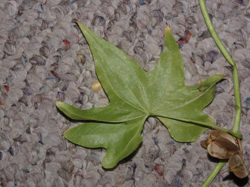 Imágen de Dioscorea reticulata (). Haga un clic para aumentar parte de imágen.