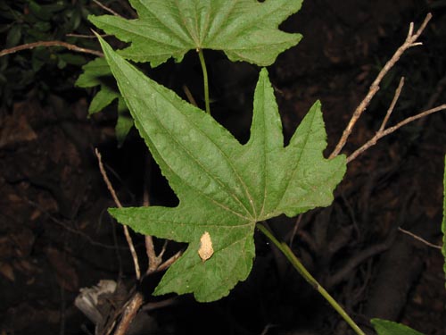 Dioscorea reticulataの写真