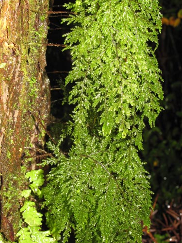 Image of Hymenophyllum sp. #3186 (). Click to enlarge parts of image.
