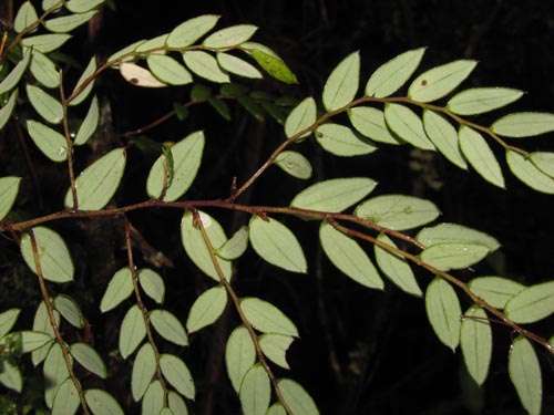 Imágen de Luzuriaga polyphylla (Quilineja / Coral / Azahar). Haga un clic para aumentar parte de imágen.