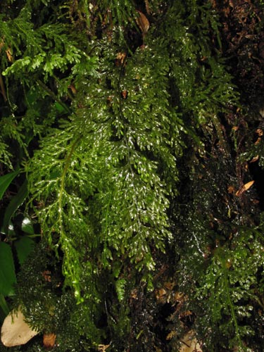 Imágen de Hymenophyllum caudiculatum var. Productum (). Haga un clic para aumentar parte de imágen.