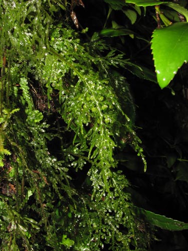 Hymenophyllum caudiculatum var. Productum的照片