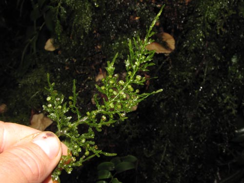 Hymenophyllum caudiculatum var. Productum的照片