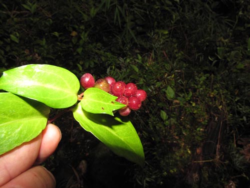 Bild von Griselinia ruscifolia (). Klicken Sie, um den Ausschnitt zu vergrössern.
