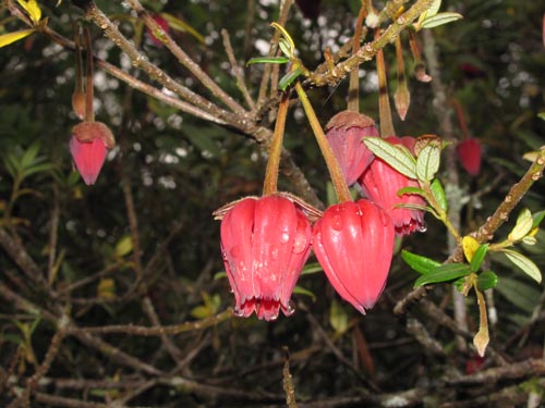 Imágen de Crinodendron hookerianum (). Haga un clic para aumentar parte de imágen.