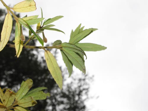 Bild von Crinodendron hookerianum (). Klicken Sie, um den Ausschnitt zu vergrössern.