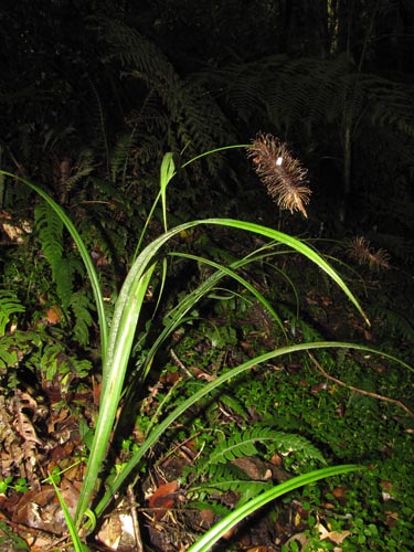 Image of Uncinia erinaceae (). Click to enlarge parts of image.