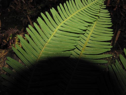 Bild von Blechnum blechnoides (). Klicken Sie, um den Ausschnitt zu vergrössern.