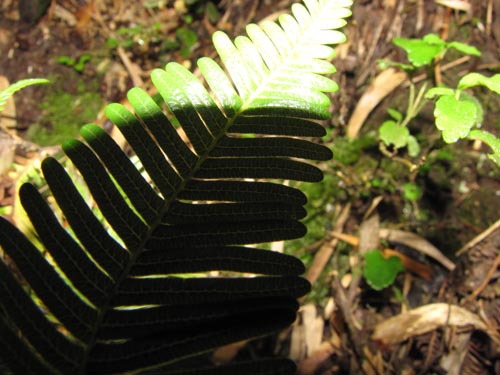 Bild von Blechnum blechnoides (). Klicken Sie, um den Ausschnitt zu vergrössern.