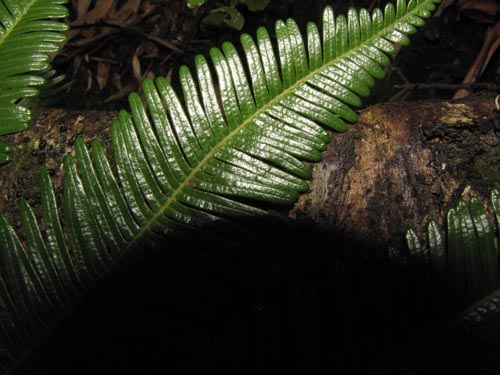 Bild von Blechnum blechnoides (). Klicken Sie, um den Ausschnitt zu vergrössern.