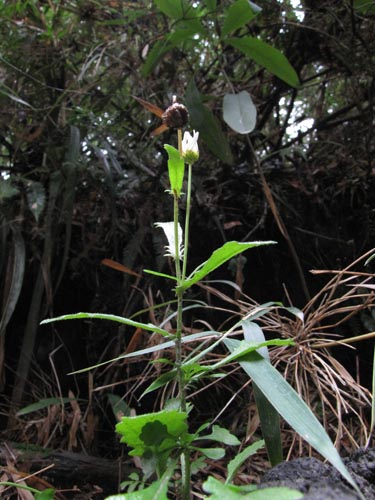 Bild von Asteraceae sp. #3155 (). Klicken Sie, um den Ausschnitt zu vergrössern.