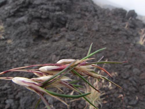 Poaceae sp. #3172의 사진