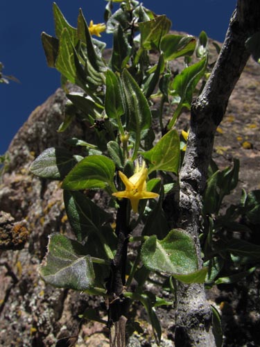 Image of Solanaceae sp. #1993 (). Click to enlarge parts of image.