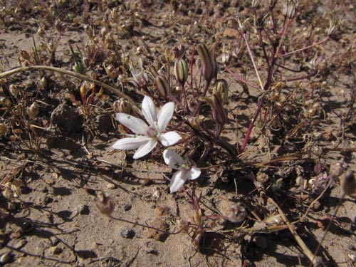 Image of Unidentified Plant sp. #3130 (). Click to enlarge parts of image.