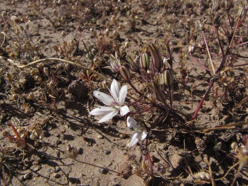 Image of Unidentified Plant sp. #3130 (). Click to enlarge parts of image.