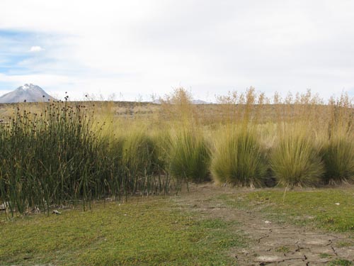 Poaceae sp. #2466의 사진
