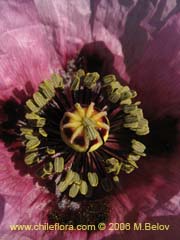 Image of Papaver somniferum (Amapola/Adormidera)