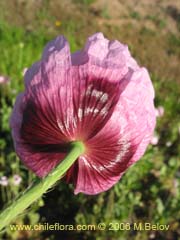 Image of Papaver somniferum (Amapola/Adormidera)