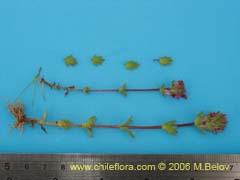 Image of Unidentified Plant #2326 ()
