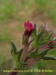 Image of Unidentified Plant #2326 ()