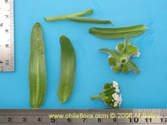 Bild von nicht bestimmte Pflanze #2398 ()