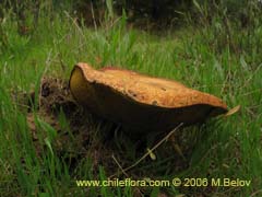 Imgen de Suillus luteus (Callampa/Boletus luteus)