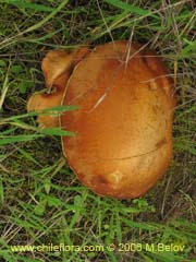 Imgen de Suillus luteus (Callampa/Boletus luteus)