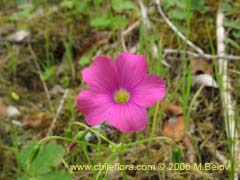 Bild von Oxalis arenaria (Vinagrillo/Culle)