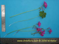 Bild von Oxalis arenaria (Vinagrillo/Culle)