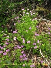 Bild von Oxalis rosea (Culle rosado/Culle colorado/Culli/Vinagrillo)