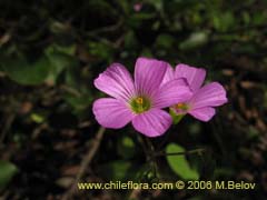 Bild von Oxalis rosea (Culle rosado/Culle colorado/Culli/Vinagrillo)