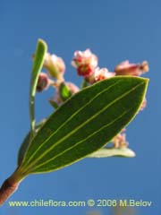 Image of Guindilia trinervis (Guindilla)