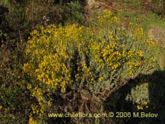 Bild von Calceolaria segethii ()