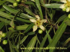 Bild von Kageneckia angustifolia (Frangel/Olivillo de cordillera)