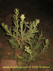 Imgen de Planta no identificada #2338 ()