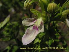 Imgen de Teucrium bicolor (Oreganillo)