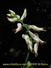 Image of Fumaria capreolata (Flor de la culebra)