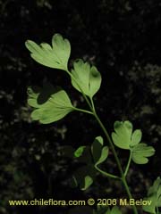 Image of Fumaria capreolata (Flor de la culebra)