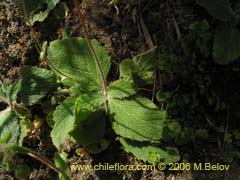 Bild von Calceolaria corymbosa ssp. corymbosa ()