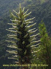Image of Puya berteroniana (Puya/Chagual/Cardon/Magey)
