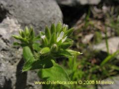 Imgen de Planta no identificada #2337 ()