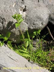 Imgen de Planta no identificada #2337 ()